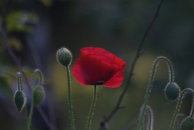 red-petaled花朵特写摄影
